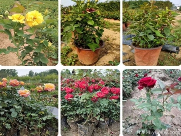 內(nèi)蒙古適合種植月季嗎？
