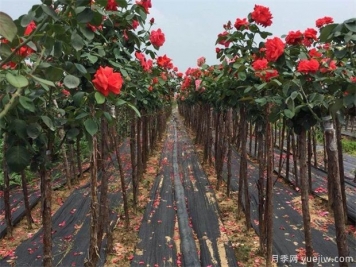 樹狀月季嫁接用的砧木是什么？山木香能規(guī)模種植嗎？