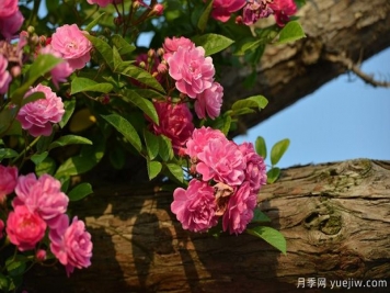 庭院月季花卉養(yǎng)護澆水技巧