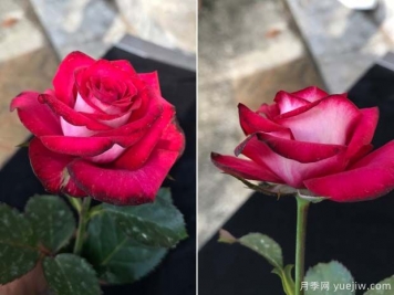 守車月季的優(yōu)缺點(diǎn)是什么？