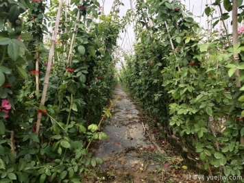 爬藤月季要種多久才會開花
