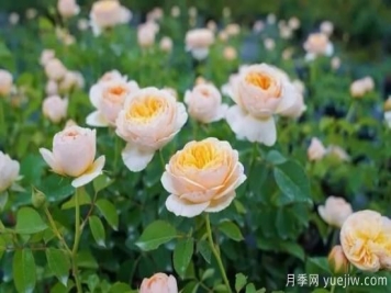現(xiàn)代月季在園林景觀的應(yīng)用！園林綠化人必看！
