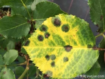 月季黑斑病的癥狀和治療，需要遮陰干燥通風(fēng)