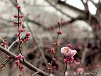蠟梅和梅花有什么區(qū)別？