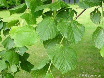 椴樹(shù)的圖片特點(diǎn)和種植養(yǎng)護(hù)