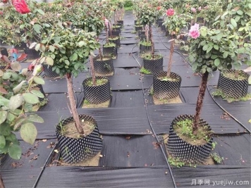 育苗容器影響植物生長(zhǎng)嗎？樹狀月季是否適合容器苗？