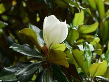 南召廣玉蘭的栽植與養(yǎng)護(hù)技術(shù)