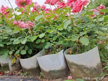 如何養(yǎng)好盆栽月季，如何養(yǎng)爆花？全方位解讀