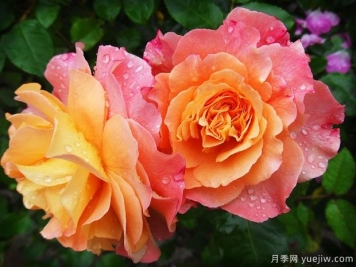 南陽方城：月季產(chǎn)業(yè)，綠色發(fā)展引領(lǐng)生態(tài)之基