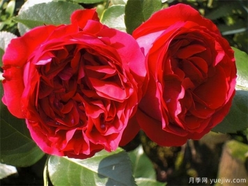 推薦10款經(jīng)典月季品種，新手花友種了不會(huì)后悔