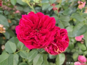 紅龍月季花，花瓣長的大，艷麗漂亮插花美觀