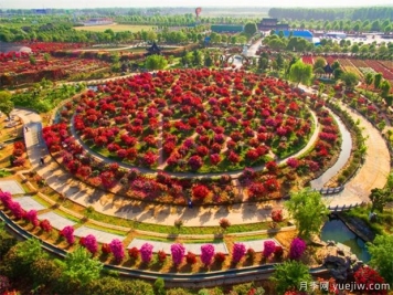 南陽(yáng)月季花開(kāi)全球，南陽(yáng)月季基地?cái)M建特色小鎮(zhèn)