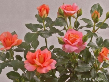太空王陽(yáng)臺(tái)月季