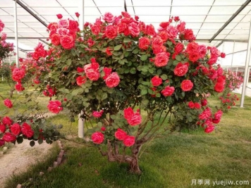 3月園林綠化集中開(kāi)工，綠化工程搶著要哪些苗？