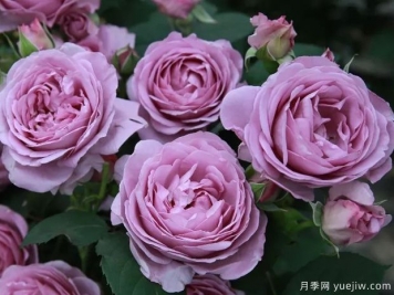藍(lán)色陰雨?和?藍(lán)色?風(fēng)暴，哪個月季花更優(yōu)秀？
