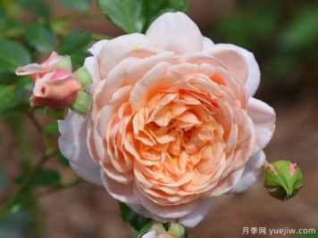 伊麗莎白斯圖亞特月季