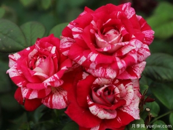 分享4個(gè)復(fù)花月季品種，太好看了