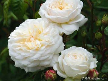 佛界月季的優(yōu)缺點是什么？