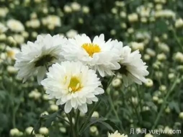 白菊花怎么養(yǎng)？菊花栽培注意事項(xiàng)