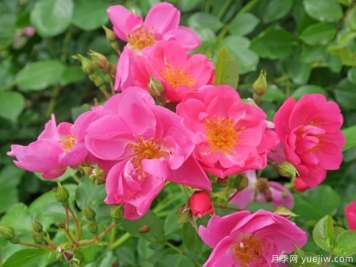 西雅月季的優(yōu)缺點(diǎn)是什么？