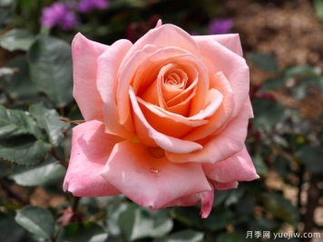 薩曼莎的夢(mèng)想月季的優(yōu)缺點(diǎn)是什么？
