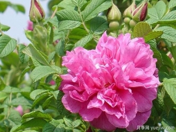 四季玫瑰應(yīng)該如何養(yǎng)護和病蟲防治