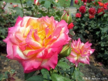 花魂月季，美得奪目，只一眼便怦然心動