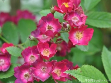 少見的30款巨型爬藤月季，高達5米適合做花墻拱門