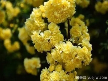 黃木香開花好看又好聞，快速花墻