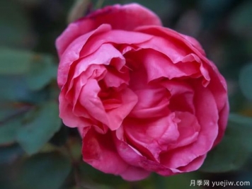 黃岡科技職業(yè)學(xué)院，然有月季，亭亭玉立