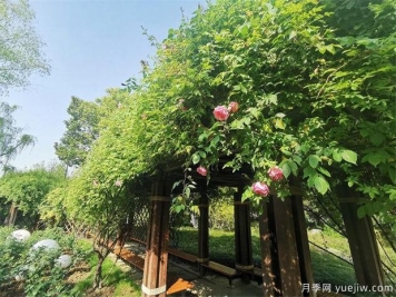 常州紫荊公園古老月季漸次開放，展示市花的獨特文化魅力