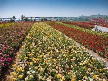 豐花月季與普通月季的區(qū)別？園林花壇喜歡用的特點