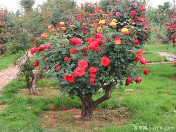 古樁月季千百艷，老樹(shù)新花時(shí)時(shí)春