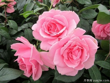 你真美麗月季的優(yōu)缺點是什么？