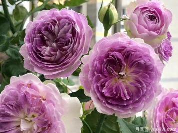 秋季月季想要復(fù)花好，修剪施肥有訣竅