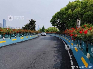 南昌八一大橋萬株月季綻放，綠化中心細(xì)致養(yǎng)護(hù)