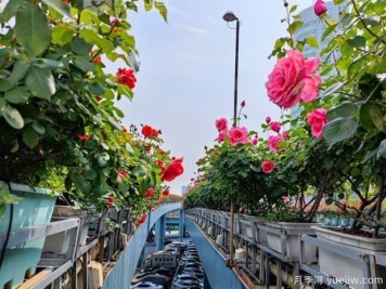 1.2萬株月季盛開，南昌八一橋景觀花廊擁抱春景