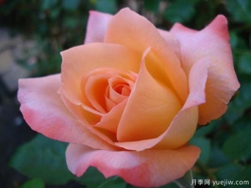 快樂(lè)月季
