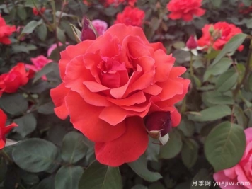 常見50個月季品種介紹，抗性好花不斷，可以買得到的經典