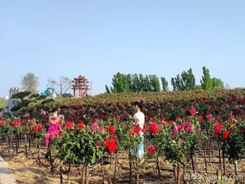 濰坊昌樂：西湖月季盛放期，五一假期花海來襲