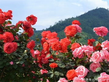 南陽市月季國家林木種質(zhì)資源庫成立，打造南陽月季甲天下