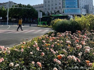 信陽(yáng)平橋區(qū)6月滿(mǎn)目繁花，開(kāi)啟月季美麗夏日