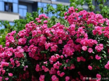 武漢新增多條絕美月季花道，江城處處花海景觀