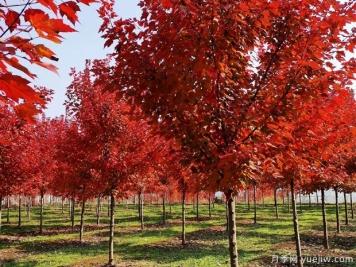 美國紅楓和日本紅楓的區(qū)別？哪個(gè)好？