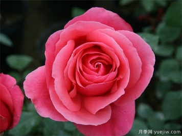 rose是什么，玫瑰和月季的區(qū)別到底在哪！