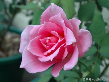 埃菲爾鐵塔月季/巴黎鐵塔