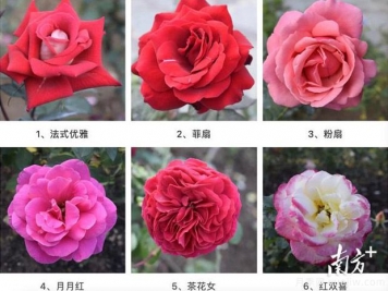 東莞植物園83個月季花品種盛放，教你如何種月季