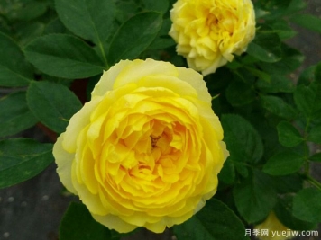 聊聊金絲雀月季為什么貴？