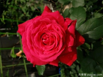亞力克紅月季，香味濃郁花大花美