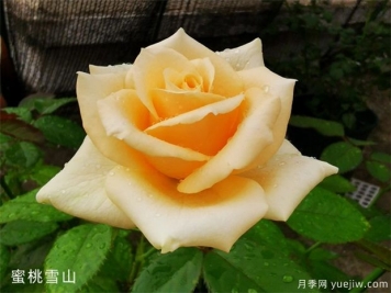 蜜桃雪山月季，優(yōu)雅溫柔可人